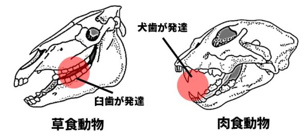草食と肉食動物の歯の発達図