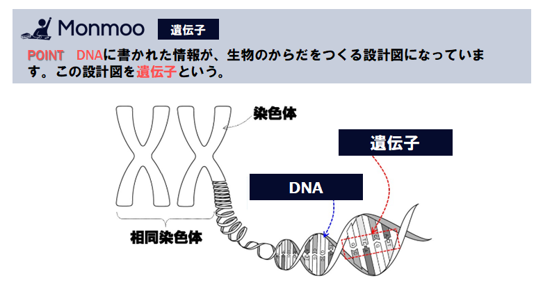 中３理科 遺伝子とは 遺伝子の活用のまとめ