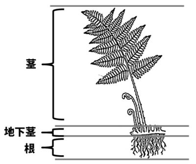 シダ植物のつくり図