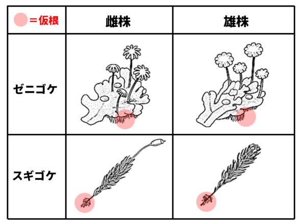 コケ植物の分類図