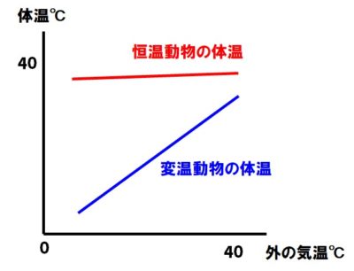 恒温動物と変温動物の体温変化のグラフ