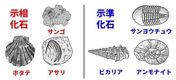 示相化石と示準化石の図